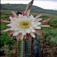 Flor do Mandacaru
